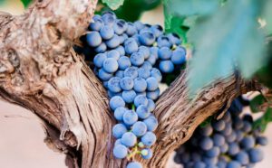 resveratrol es un antioxidante